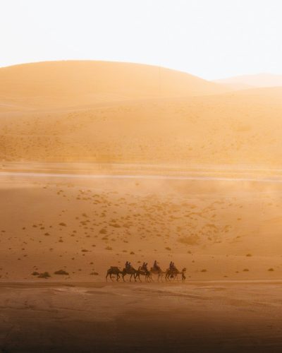 Caravan of camels walking across desert dunes at sunset