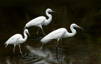 Three white egrets standing in shallow water